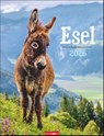 Esel Kalender 2026 -  - 9783839902073