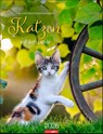 Katzen auf dem Lande Kalender 2026 -  - 9783839902103