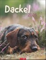 Dackel Kalender 2026 -  - 9783839902172