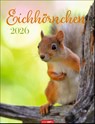 Eichhörnchen Kalender 2026 -  - 9783839902332