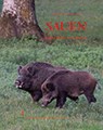 Sauen - Markus Zeiler ; Hubert Zeiler - 9783852081243