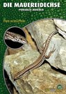 Die Mauereidechse - Uwe Schlüter - 9783866591455