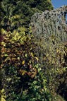 Faure, N: Order of Things - Nicolas Faure - 9783907236574