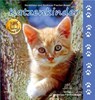 Katzenkinder - Heiderose Fischer-Nagel ; Andreas Fischer-Nagel - 9783930038312