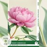 The Peony Chronicles - Reflections: 10 Everyday Short Stories vol. 002 - B1-B2 (+ Audio-CD) - Mabel Kemp - 9783991688952