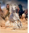 Horses - David Dalmau ; Salvador Bocharan - 9788445909713