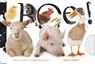 Boe! - Matthew Van Fleet ; Vitataal - 9789048304929