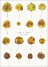 Book of Plants - Anne Geene - 9789083359632