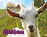 Geiten - Sheri Clay - 9789461755971