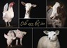 Ode aan het vee - Karolien Hupkes ; Brenda Beumer - 9789492108197