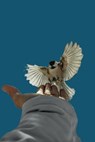 Fledgling - Ro Mason - 9798235156753