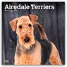 Airedale Terriers 2026 Square Flap Calendar -  - 9798330702015