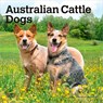 Australian Cattle Dogs 2026 7 X 14 Inch (Hanging) Monthly Mini Wall Calendar -  - 9798330702183
