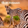Baby Animals 2026 Mini 7x7 Calendar -  - 9798330702237