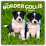 Border Collie Puppies - Border Collie Welpen 2026 - 16-Monatskalender -  - 9798330702541