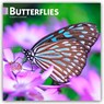 Browntrout: Butterflies 2026 12 X 24 Inch (Hanging) Monthly -  - 9798330702695