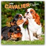 Cavalier King Charles Spaniel Puppies 2026 Square Flap Calendar -  - 9798330702817