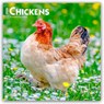 Chickens 2026 Square Flap Calendar -  - 9798330702909