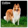 Collies - Langhaarcollie 2026 - 16-Monatskalender -  - 9798330702985