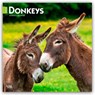 Donkeys 2026 Square Flap Calendar -  - 9798330703173