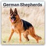 German Shepherds 2026 Square Flap Calendar -  - 9798330703388