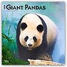 Giant Pandas - Großer Panda - Pandabären 2026 - 16-Monatskalender -  - 9798330703418
