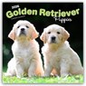 Golden Retriever Puppies 2026 Square Flap Calendar -  - 9798330703463