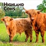Highland Cows 2026 7 X 14 Inch (Hanging) Monthly Mini Wall Calendar -  - 9798330703623