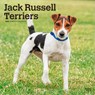 Jack Russel Terriers - Jack Russel Terrier 2026 - 16-Monatskalender -  - 9798330703975