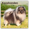 Keeshonden - Wolfsspitz 2026 - 16-Monatskalender -  - 9798330704033