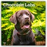 Chocolate Labrador Retriever - Brauner Labrador Retriever 2026 - 16-Monatskalender -  - 9798330704255
