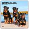 Rottweilers - Rottweiler 2026 - 16-Monatskalender -  - 9798330705399