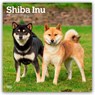 Shiba Inu - Shiba 2026 - 16-Monatskalender -  - 9798330705528