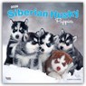 Siberian Husky Puppies 2026 Square Flap Calendar -  - 9798330705603