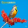 Songbirds 2026 12 X 24 Monthly Square Wall Foil Calendar -  - 9798330705634