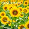 Sunflowers 2026 7 X 14 Inch (Hanging) Monthly Mini Wall Calendar -  - 9798330705689