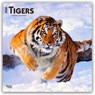 Tigers 2026 Square Flap Calendar -  - 9798330705900