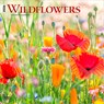 Wildflowers 2026 12 X 24 Inch (Hanging) Monthly Square Wall Calendar Plastic-Free -  - 9798330706365