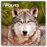 Wolves - Wölfe 2026 - 16-Monatskalender -  - 9798330706402