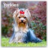 Yorkshire Terriers 2026 Square Flap Calendar -  - 9798330706464