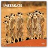 Meerkats 2027 Square Flap -  - 9798330712076