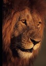Psalms Hymns Spiritual Songs and Poems from the Wilderness - Justin Bennett - 9798373682909