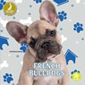 French Bulldogs - Christina Earley - 9798887359854