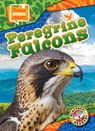 Peregrine Falcons - Chris Bowman - 9798893044690