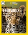 Face to Face with Leopards: Level 6 (National Geographic Readers) - Dereck Joubert ; Beverly Joubert - 9780008437657