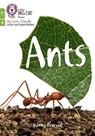 Ants - Danny Pearson - 9780008551889