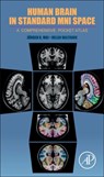 Human Brain in Standard MNI Space - JUERGEN (CLINIC FOR NEUROSURGERY,  Dusseldorf, Germany) K Mai ; Milan (MR-X-Brain GmbH, Dusseldorf, Germany) Majtanik - 9780128112755