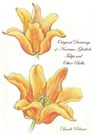 Original Drawings of Narcissus, Gladioli, Tulips and Other Bulbs - Dandi Palmer - 9780463595190