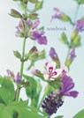 Notebook: Scented Geranium - Peony Press - 9780754820253