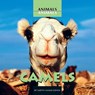 Camels - Judith Jango-Cohen - 9780761417507